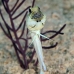 jawfish_yellowhead_bcf_nwp_v_0068_tci1993.jpg